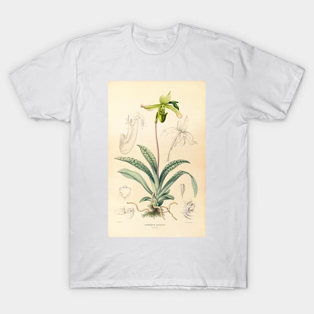 Paphiopedilum javanicum - Botanical Illustration T-Shirt by chimakingthings